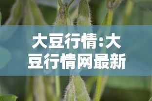 大豆行情:大豆行情网最新网站