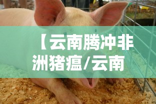 【云南腾冲非洲猪瘟/云南 非洲猪瘟】