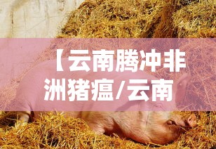 【云南腾冲非洲猪瘟/云南 非洲猪瘟】